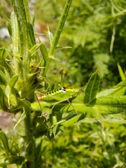 Poecilimon thoracicus