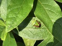 Plautia stali