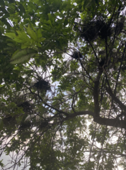 Bubulcus ibis coromandus