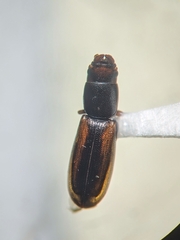 Zopheridae