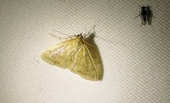 Crocidophora tuberculalis