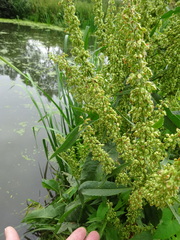 Rumex palustris