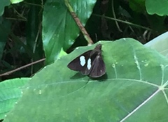 Notocrypta paralysos varians