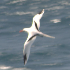 Phaethon lepturus catesbyi