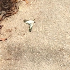 Graphium antiphates itamputi