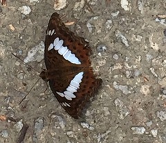 Moduza procris milonia