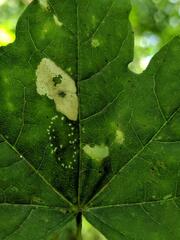 Insecta