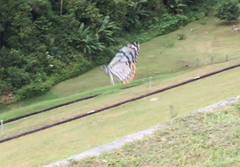 Papilio clytia clytia