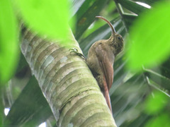 Campylorhamphus pusillus