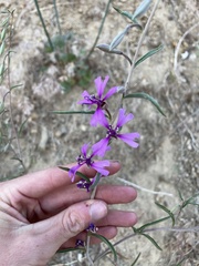 Clarkia xantiana