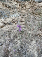 Clarkia xantiana