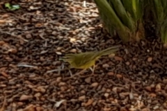 Myiothlypis flaveola