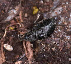 Otiorhynchus nodosus