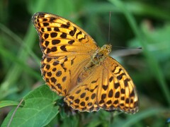 Argynnis paphia