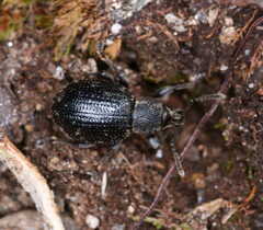 Otiorhynchus nodosus