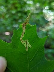 Cameraria saccharella