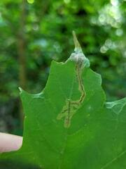 Cameraria saccharella