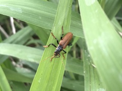 Lycocerus suturellus