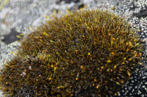 Image of Grimmia longirostris by (c) Syd Cannings, some rights reserved (CC BY)