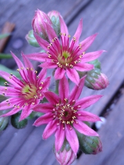 Sempervivum arachnoideum