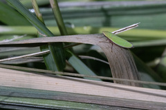 Draeculacephala constricta