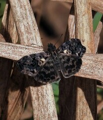 Gorgythion begga begga