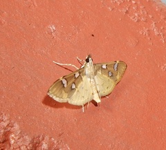 Cotachena histricalis