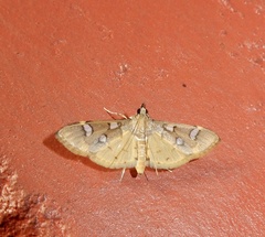 Cotachena histricalis