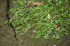 Callitriche hamulata