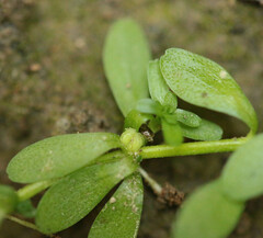 Callitriche hamulata