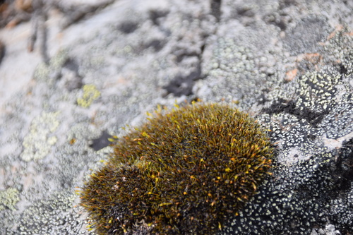 Image of Grimmia longirostris by (c) Syd Cannings, some rights reserved (CC BY)