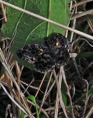 Gorgythion begga begga