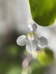 Cymbalaria muralis