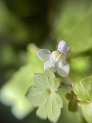 Cymbalaria muralis