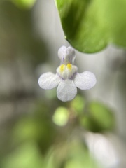 Cymbalaria muralis