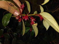 Nematanthus tessmannii