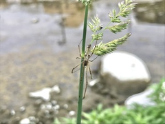 Tetragnatha praedonia