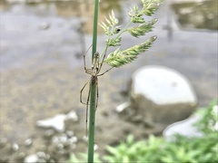 Tetragnatha praedonia