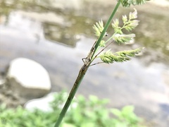 Tetragnatha praedonia
