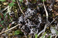 Masonhalea richardsonii