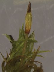Orthotrichum tasmanicum tasmanicum