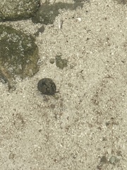 Clibanarius tricolor