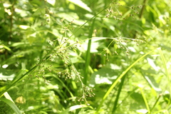 Scirpus sylvaticus