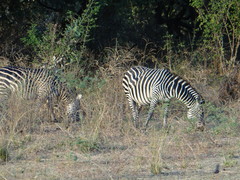 Equus quagga crawshayi