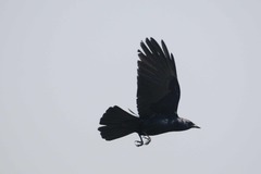 Corvus sinaloae