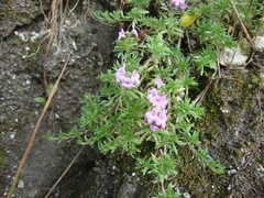 Thymus caespititius