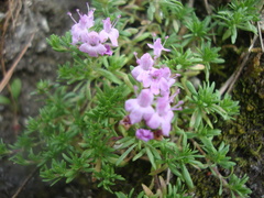 Thymus caespititius