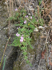 Thymus caespititius