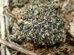 Bacidia bagliettoana