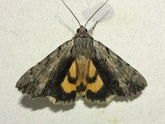 Catocala gracilis
